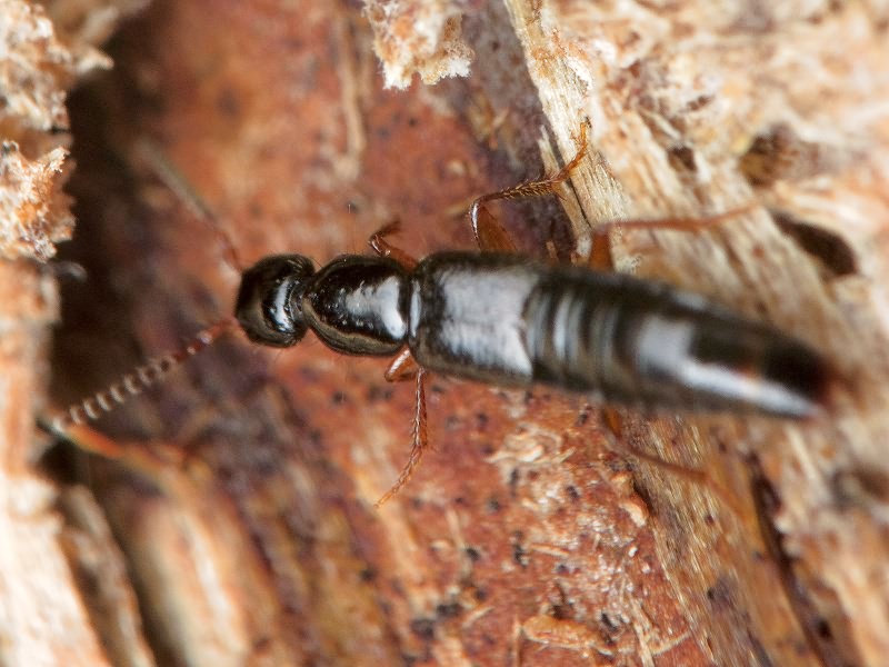 Gabrius splendidulus (Gravenhorst, 1802)